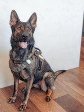 Last inn bildet i Galleri-visningsprogrammet, Farge Oliven