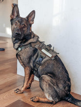 Last inn bildet i Galleri-visningsprogrammet, Infinity Sele - Standard 40 mm - Smal front